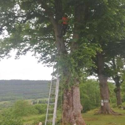 Elagage des branches proches du sommet