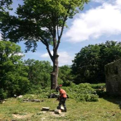 Les branches coupées sont débitées             debitees 2